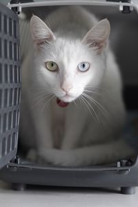 Close-up portrait of cat