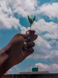 Hand holding plant against sky