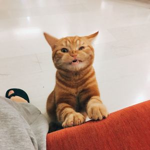 Portrait of cat sitting on sofa