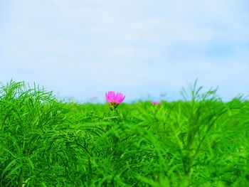 Close-up of pink flowering plants on field against sky