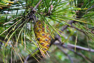 Close-up of insect on plant