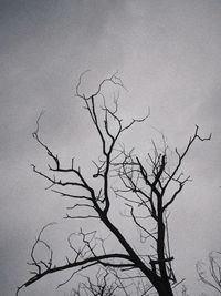 Low angle view of bare tree against clear sky