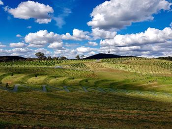 Scenic view of agricultural field against sky
