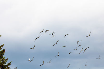 Low angle view of birds flying in sky