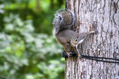 Isolated gray squirrel hanging on a tree as seen from the southern state of tennessee, america, usa