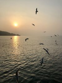 Silhouette birds flying over sea during sunset