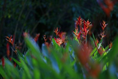 Close-up of plant against blurred background