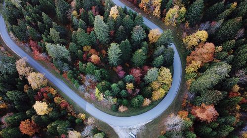 High angle view of road amidst trees at forest during autumn