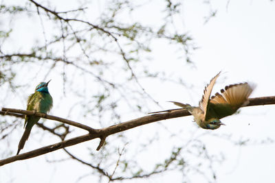 Low angle view of bird perching on tree against sky