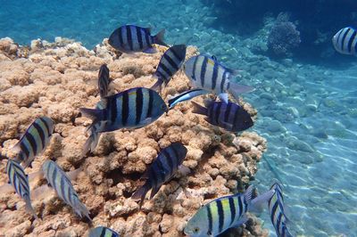 High angle view of fishes swimming in sea