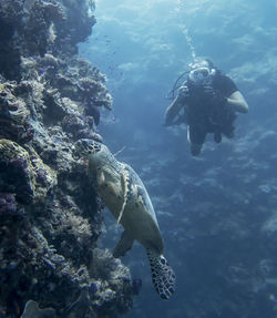 Fish swimming in sea