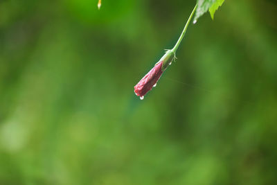 Close-up of water drops on twig