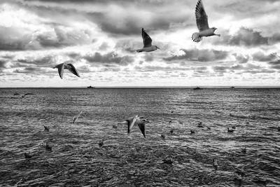 Seagulls flying over sea against sky