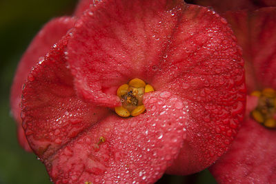 Close-up of water drops on red flower