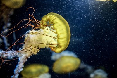 Close-up of jellyfish swimming in sea