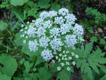 Close-up of flowers