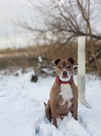 Dog standing on snow field during winter