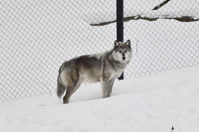 Wolf standing on snow field