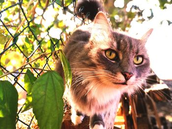 Close-up portrait of cat on tree