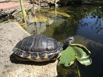 High angle view of turtle in lake