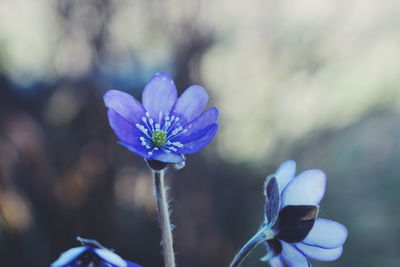 Close-up of purple flowering plant