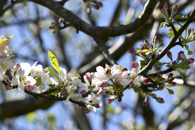 Close-up of cherry blossoms in spring