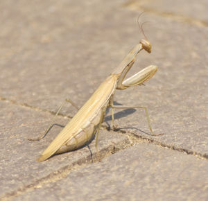 Close-up of grasshopper