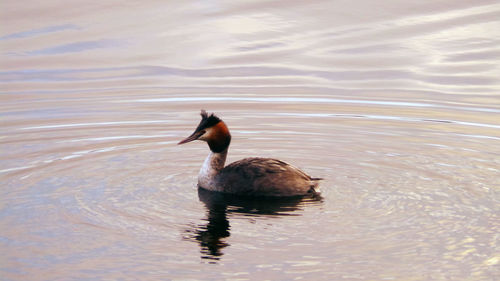 Duck swimming in lake