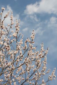 Low angle view of cherry blossoms against sky