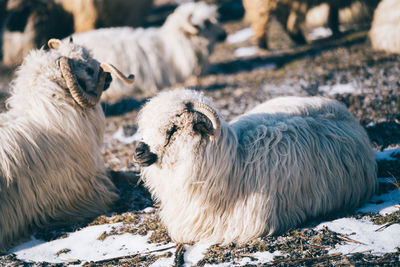 Close-up of sheep