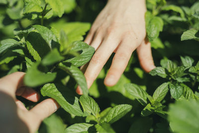 Cropped hand touching plants