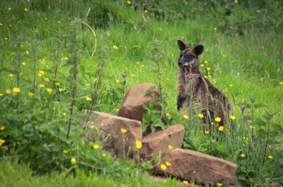 High angle view of kangaroo standing on field