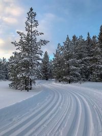 Snow covered trees on field against sky during winter