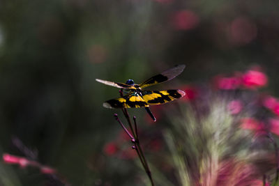 Close-up of butterfly pollinating on flower