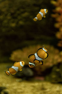 Close-up of fish swimming in sea