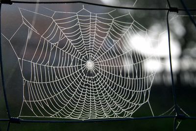 Close-up of spider web