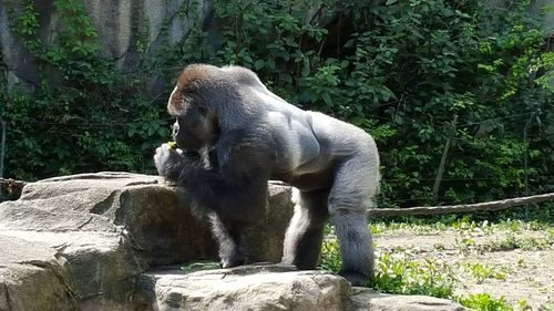 Monkey on tree in zoo