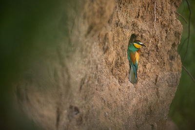 Close-up of bird perching on rock