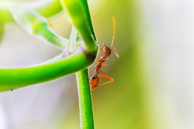 Close-up of ant on plant