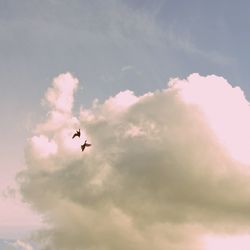 Low angle view of bird flying against sky