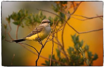 Close-up of bird perching on tree