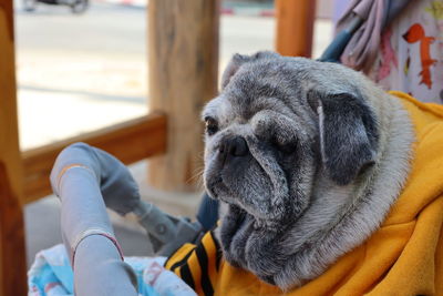 Close-up of dog