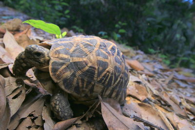 Close-up of a turtle on a field