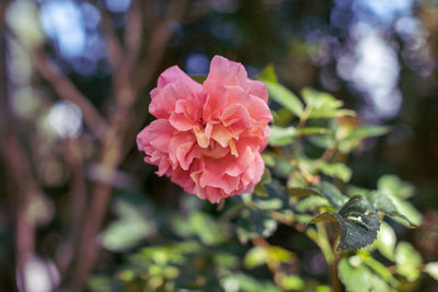 Close-up of pink rose