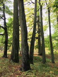 Trees in forest