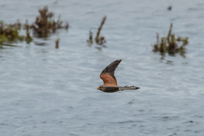 Bird flying above water