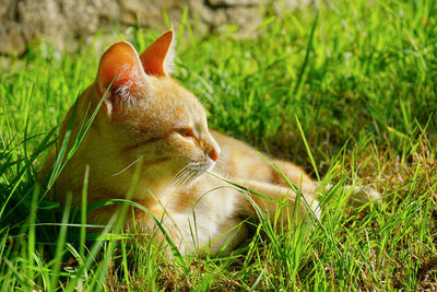 Close-up of cat on grassy field