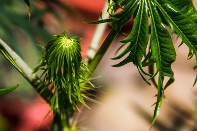 Close-up of pine tree branch