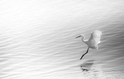 White swan on water