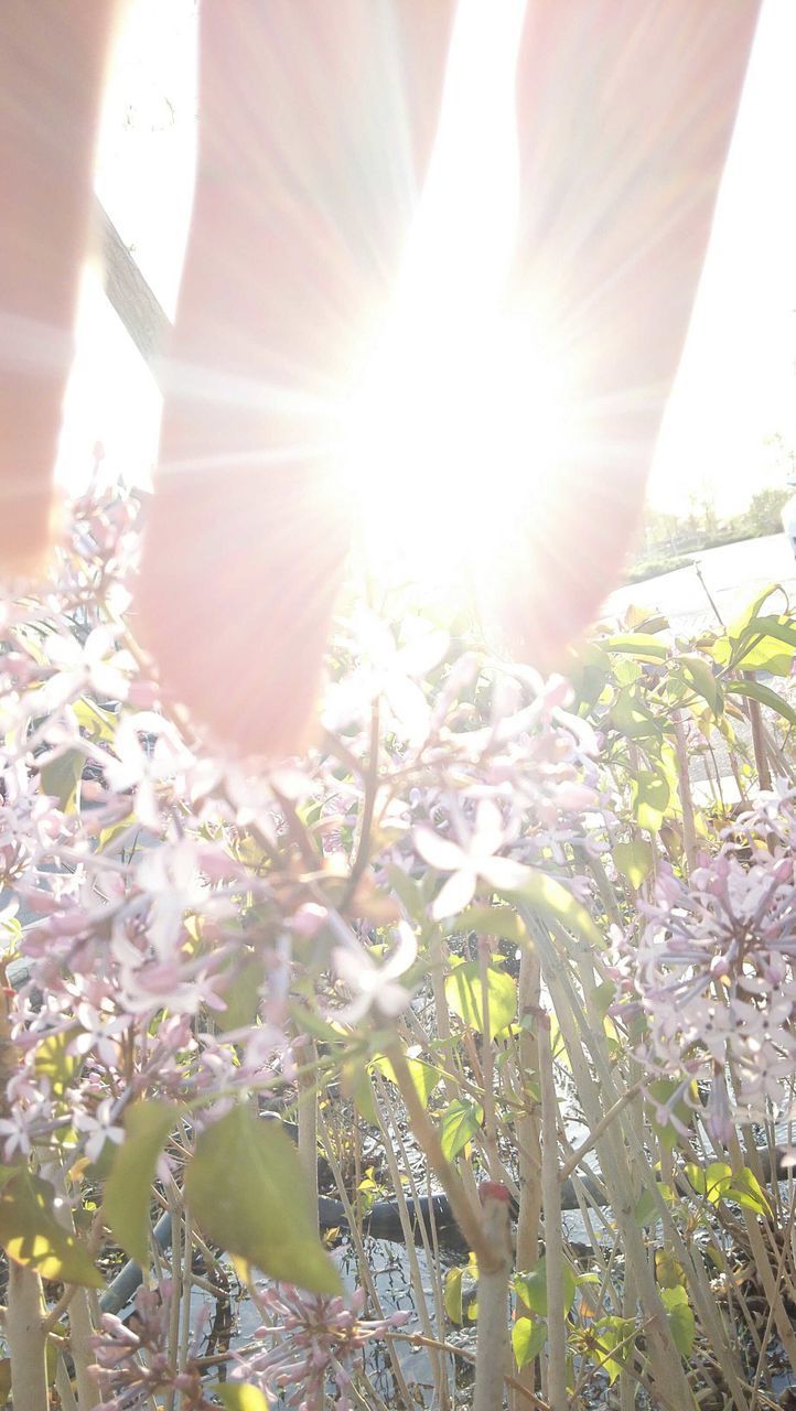 LOW SECTION OF WOMAN WITH FLOWERS ON PLANT